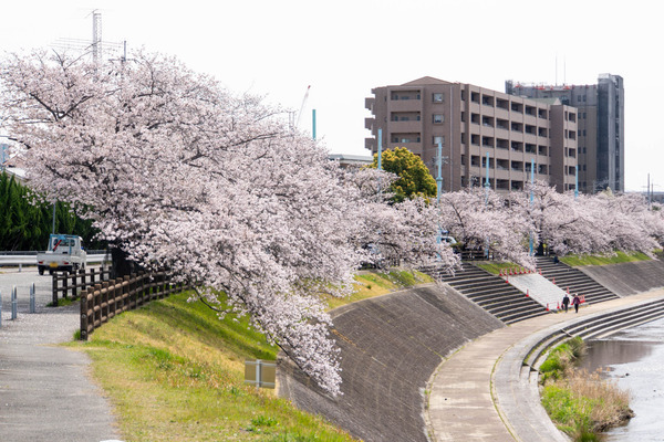 桜堤20250408104726