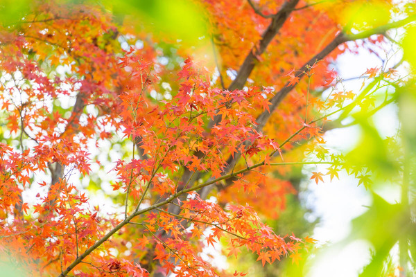 紅葉-2211242