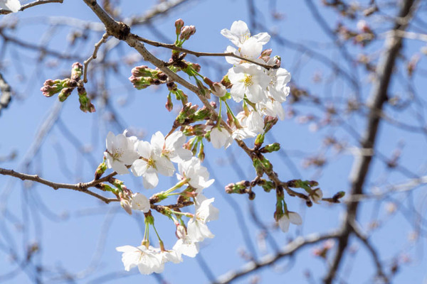 芥川桜堤さくら20230323001108