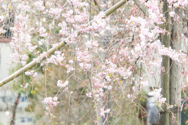 筒井池公園20240402135124