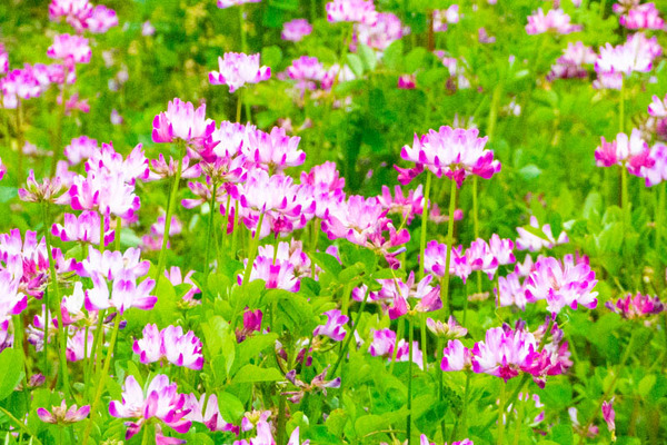 れんげ-202205065