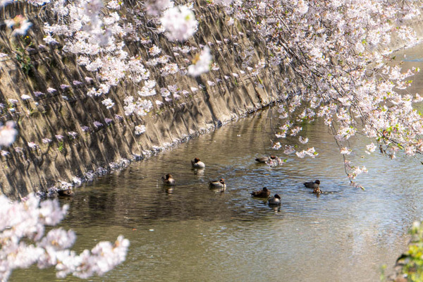 柳川桜20240410114457