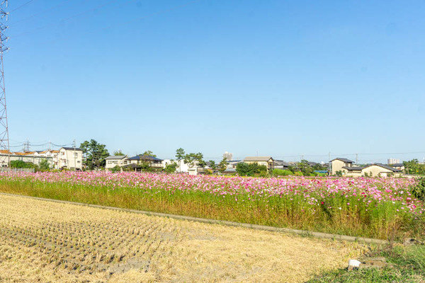 コスモス20211015153902