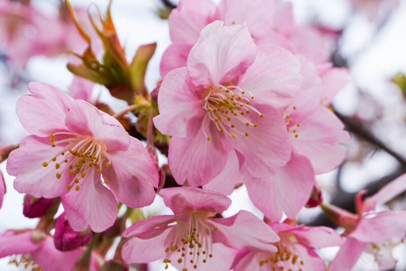 グランド牧場 セレクトセール 筒井池公園の早咲きの桜「河津桜」が咲きはじめてる【たかつ トートバッグ