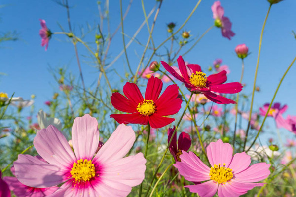 コスモス20211015160424