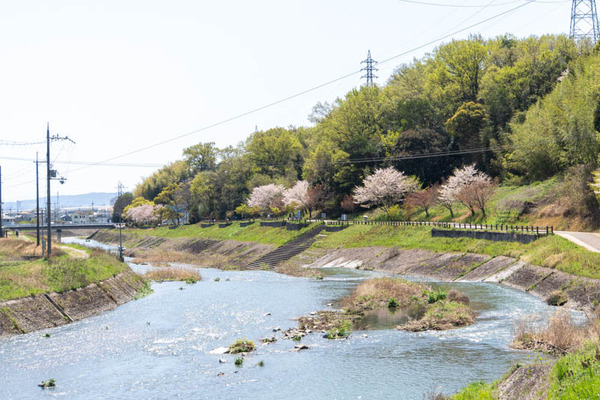 芥川桜20240410104648