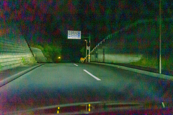 0606哺乳類-7