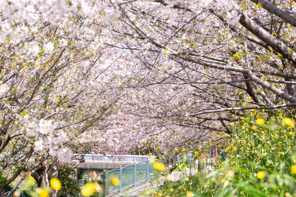 玉川橋桜20240410124043