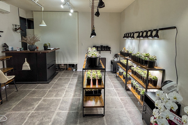 阪急富田駅ちかくに「Hayak Plants（ハヤックプランツ）」って観葉植物店ができてる