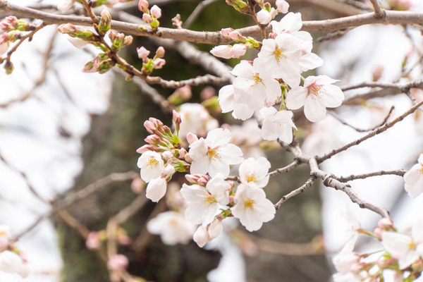 水無瀬桜20250328094719