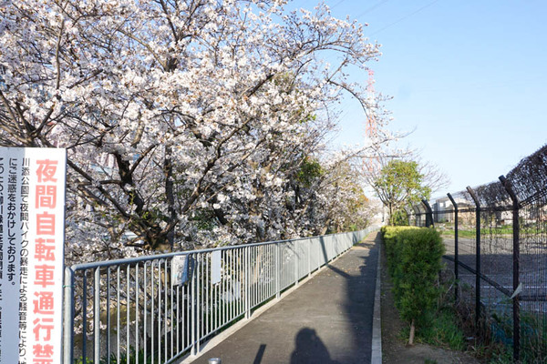 さくら-2023032829