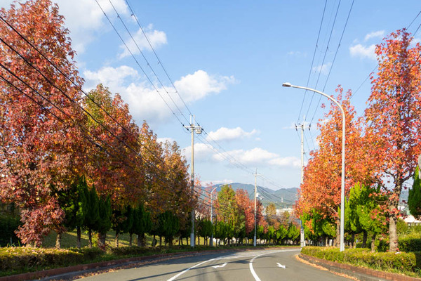 南平台紅葉20221110143524
