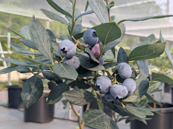 PXL_20250705_072828369