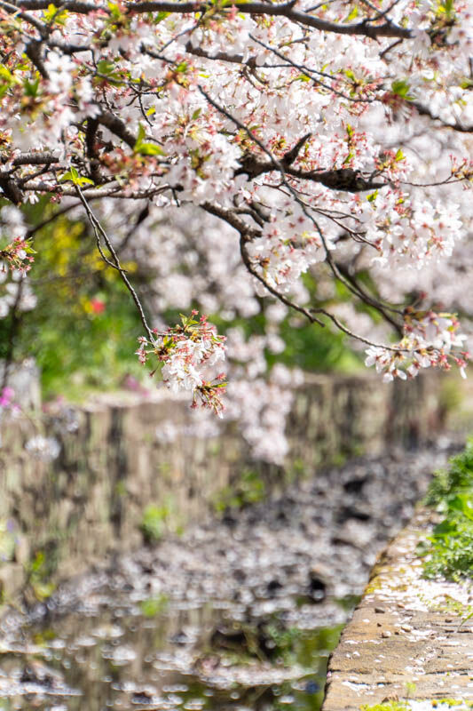 新川堤桜20240410133202