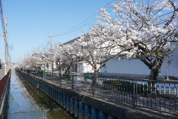 さくら-2023032818