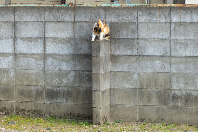 タカツキングこと村上信五の出身中学は高槻のどこ中 たかつきクイズ 高槻つーしん タカツキングこと村上信五の出身中学は高槻のどこ中 たかつきクイズ 高槻つーしん