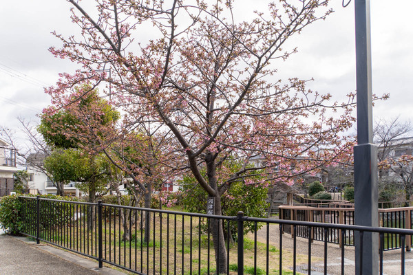 河津桜20240226112339