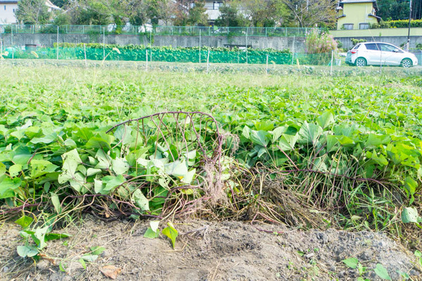 芋掘り20231013132305