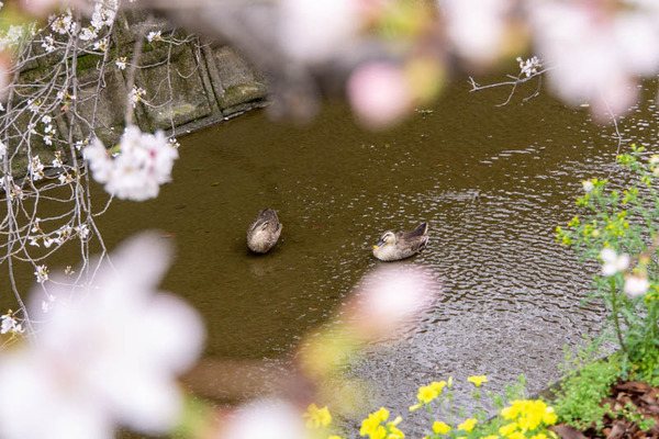 柳川桜20230325002227