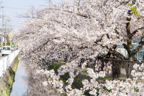 ミドリ町20230401024944