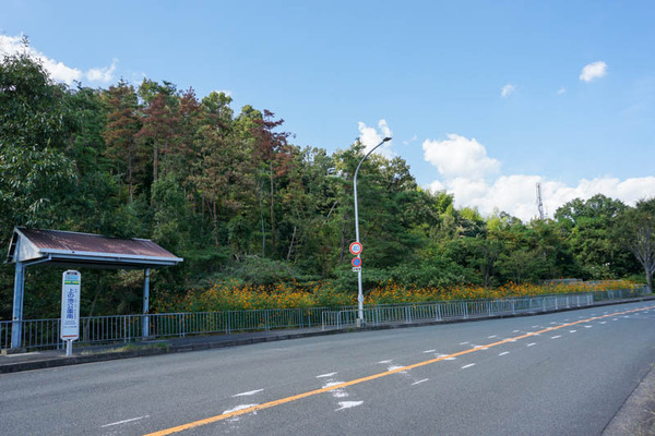 コスモスフォト-2021100416