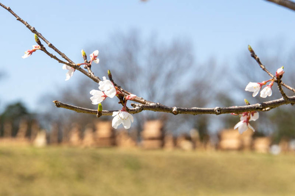 今城さくら20230322235049