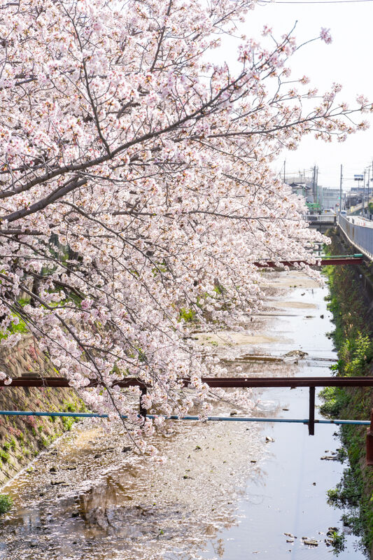 桜-2103315