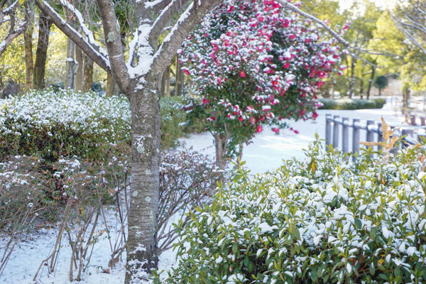 雪-202301252