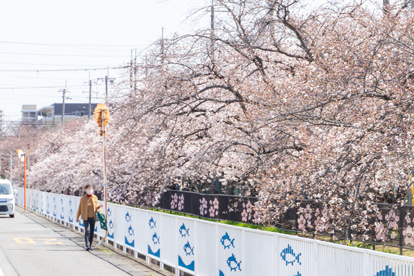 桜-2103244