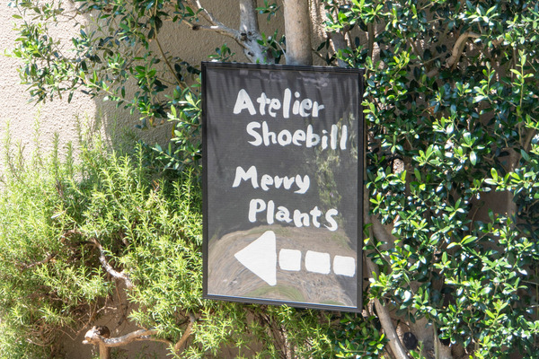 merryplants20240619103228