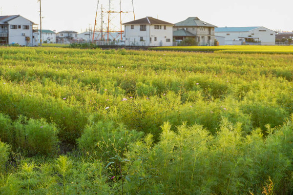 コスモスフォト-202110041