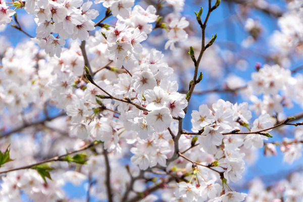 玉川橋20250403131058