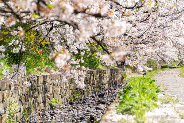新川堤桜20240410133138