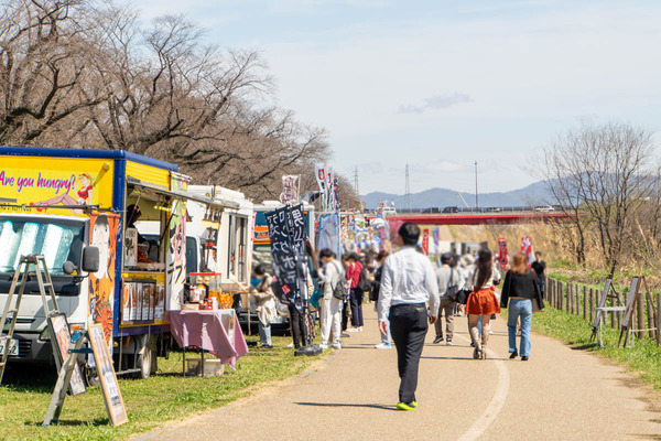 意外と近い！八幡の「背割堤さくらまつり2024」はこんな感じ。高槻からの行き方も詳しく紹介