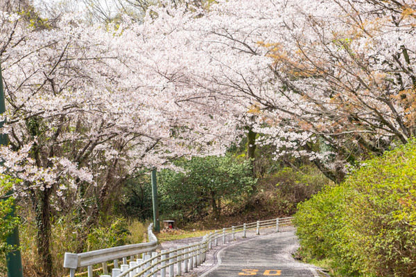 桜-21032915