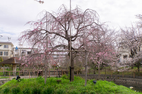 筒井池20230324231727