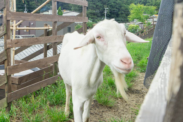 THEFARM20230822105323