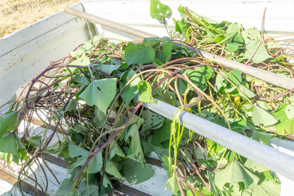 芋掘り20231013140657