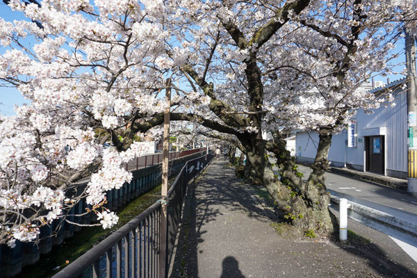 さくら-2023032823