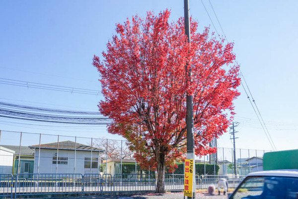 紅葉-202211182