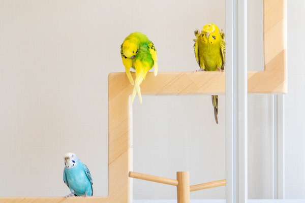 小鳥遊カフェ20241010112619