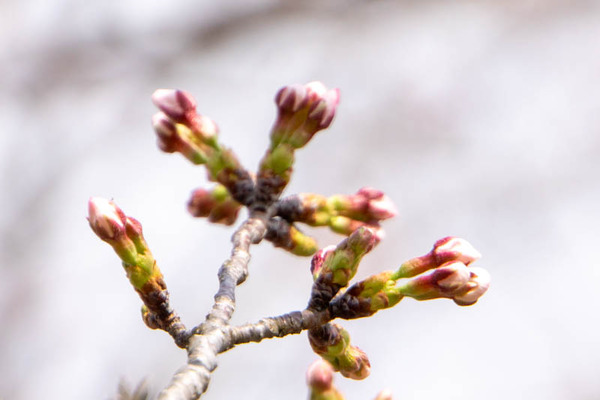 摂津峡20250328130235