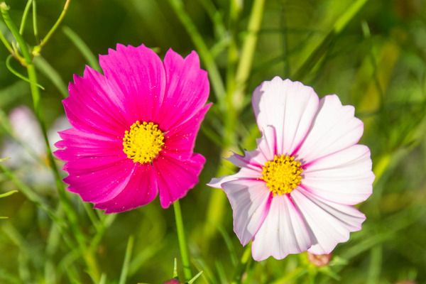 コスモス20231012155425