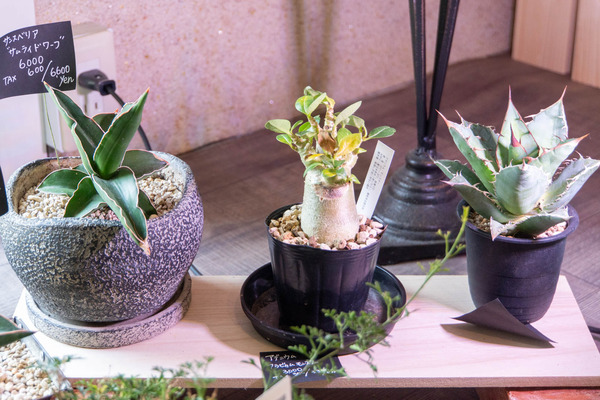 merryplants20240619102535