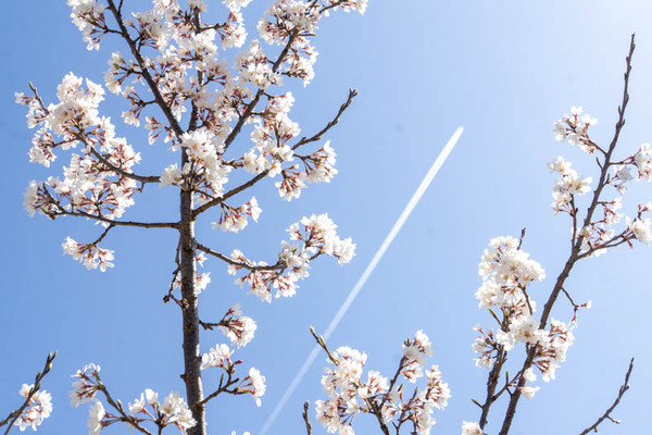 今城さくら20230322234915