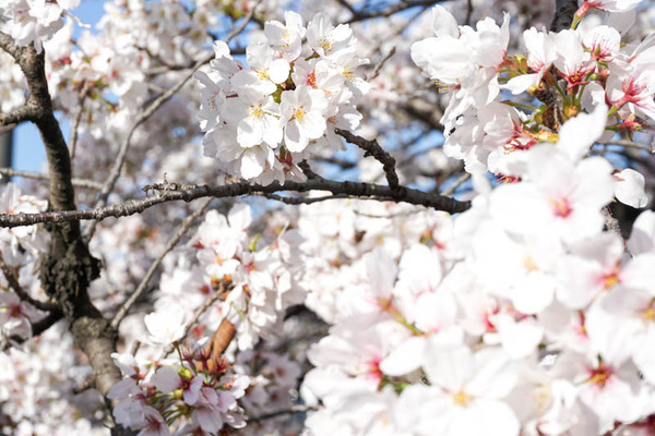 さくら-2023032820