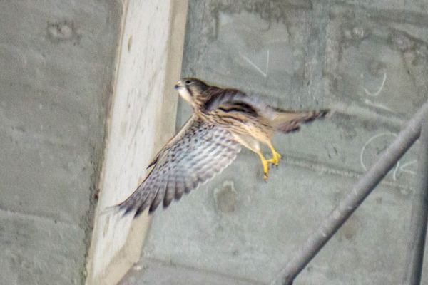 はやぶさ20210624165902