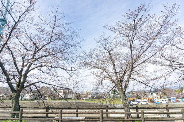 桜-2103223