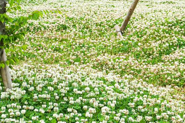 シロツメクサ-202205165