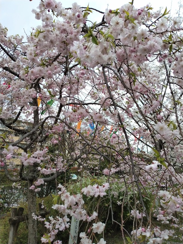 IMG_20240404_163728 (1)